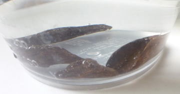 Agarwood